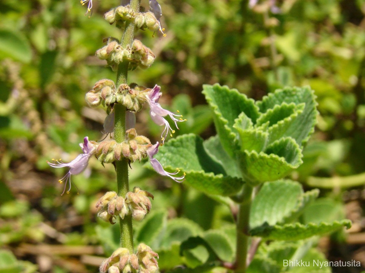 Coleus amboinicus Lour.